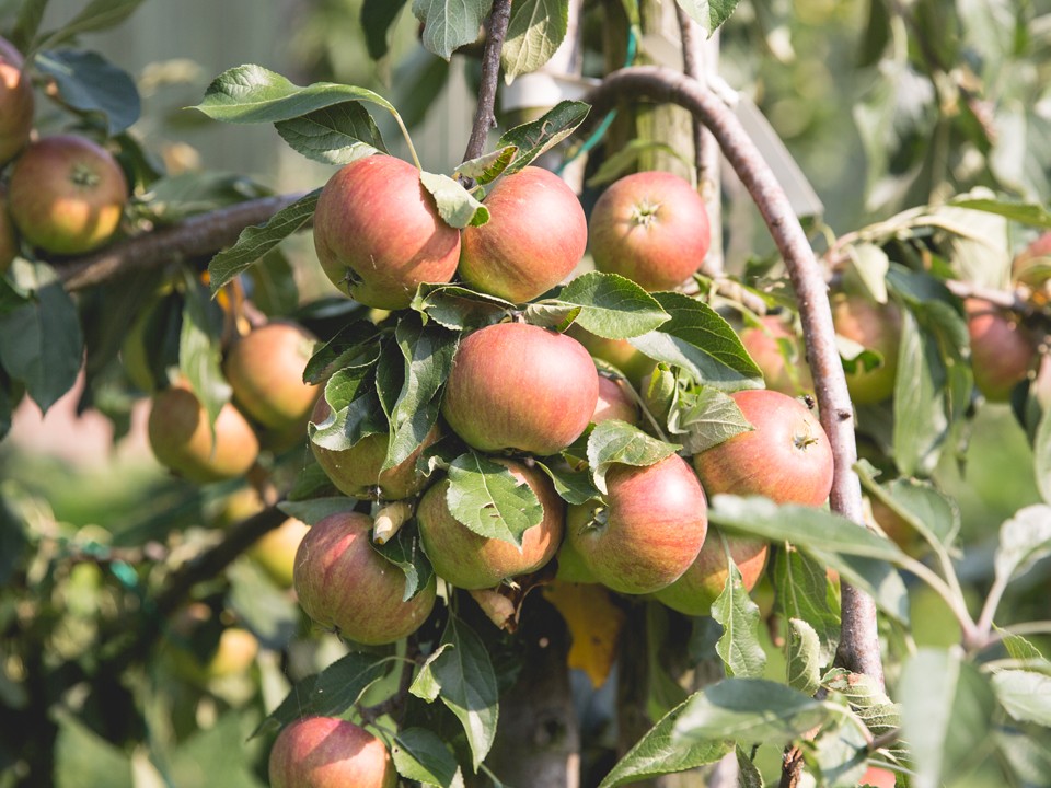 teler_ardifruit6.jpg