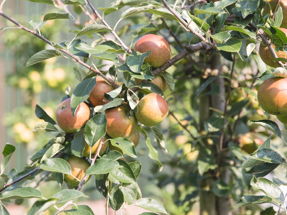 teler_ardifruit7.jpg