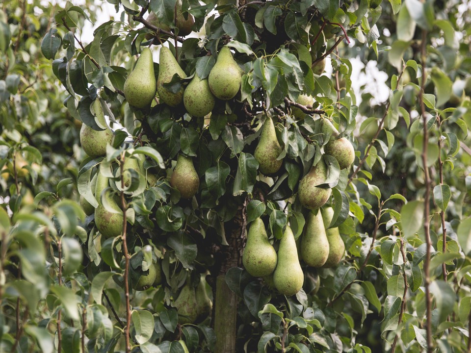 teler_ardifruit8.jpg