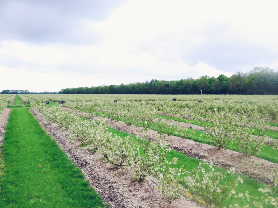 blauwe-bes-drenthe-10.jpg