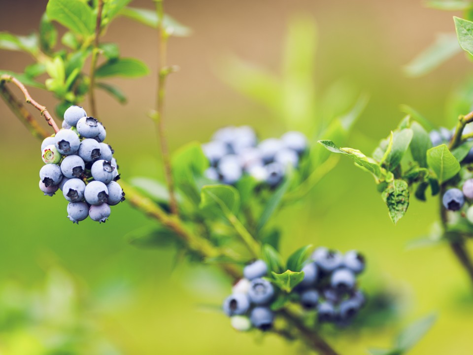 blauwe-bes-drenthe-12.jpg