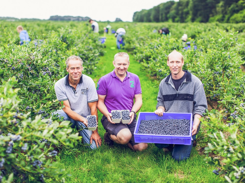 blauwe-bes-drenthe-16.jpg