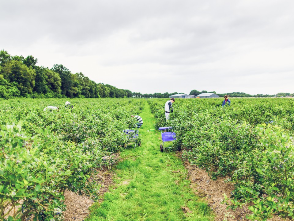 blauwe-bes-drenthe-24.jpg