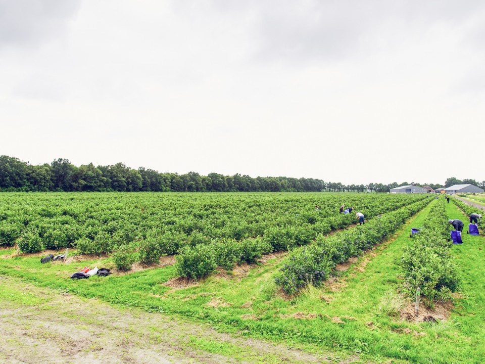 blauwe-bes-drenthe-28.jpg