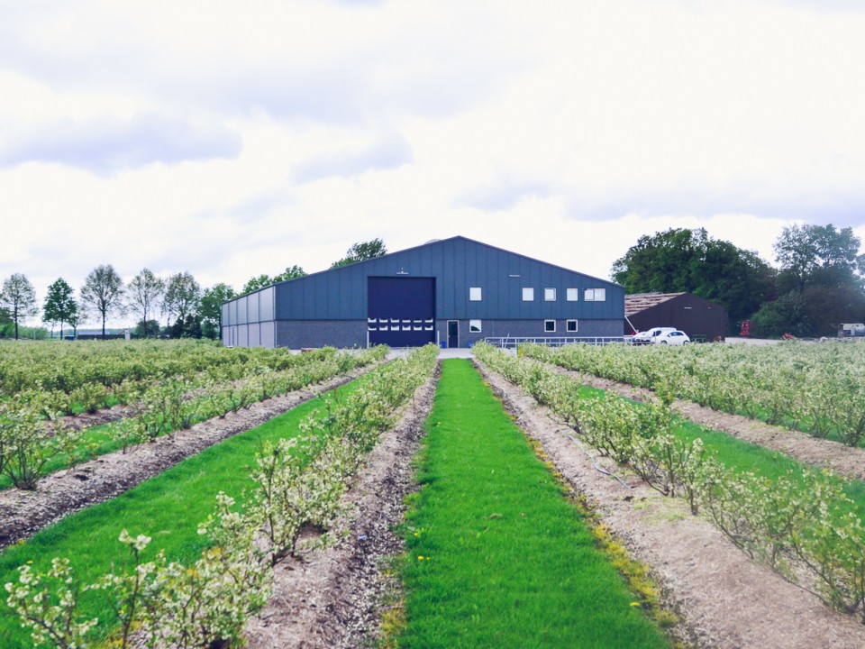 blauwe-bes-drenthe-9.jpg