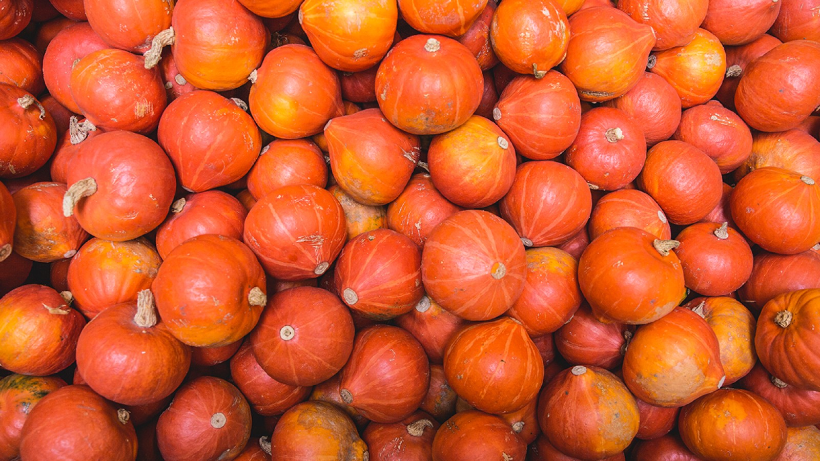Fles Of Rond Welke Pompoen Gebruik Je Waarvoor Verse Oogst