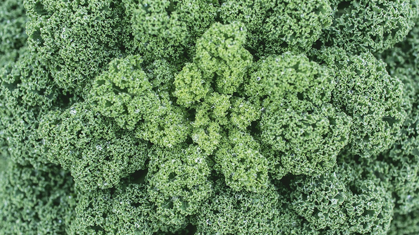 Boerenkool Verse Oogst Verse Oogst