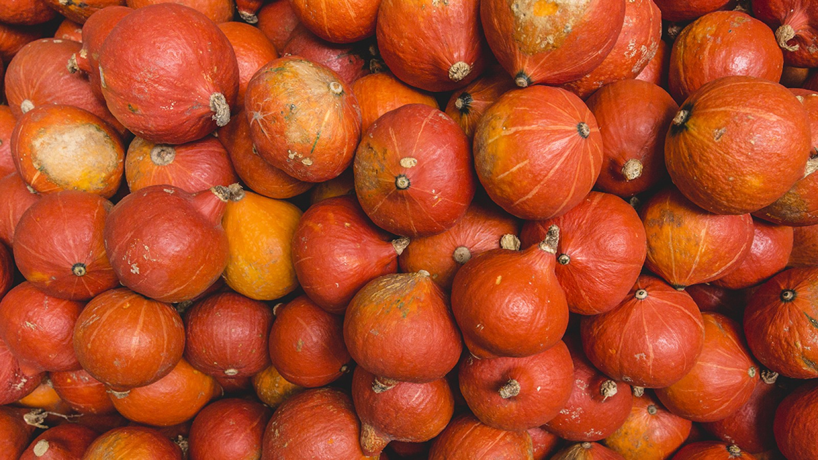 Alles Over Pompoen Verse Oogst Verse Oogst