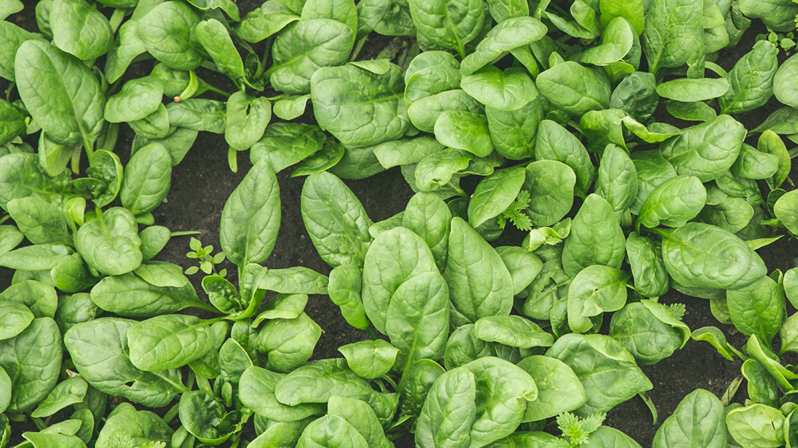 Spinazie Verse Oogst