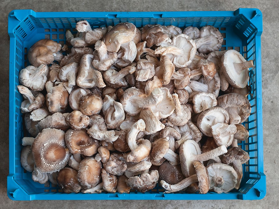 fotoalbum_shiitake1.jpg