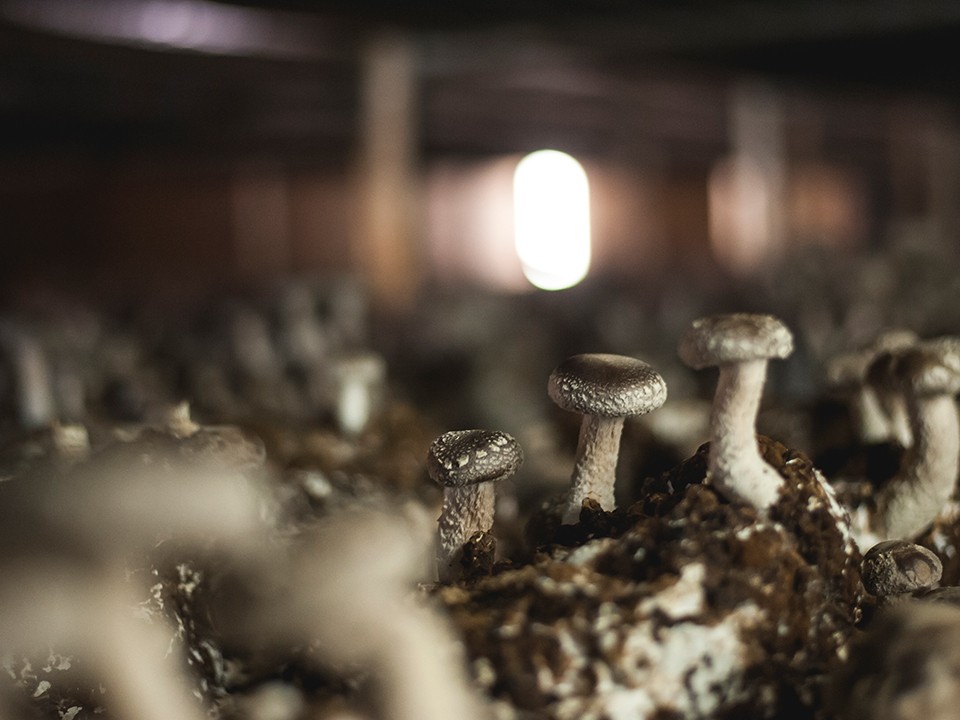 fotoalbum_shiitake2.jpg