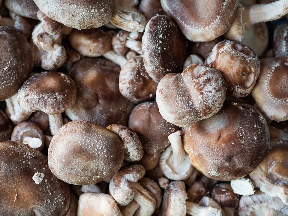 fotoalbum_shiitake5.jpg
