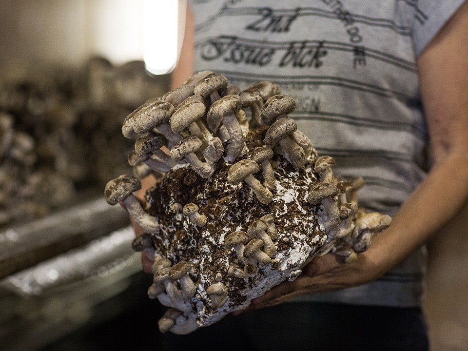 fotoalbum_shiitake7.jpg