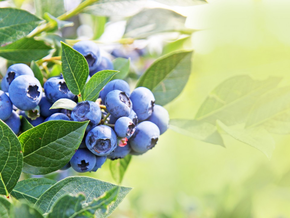 adobestock_87417656_klein.jpg