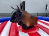 Bullriding Anlage Bild