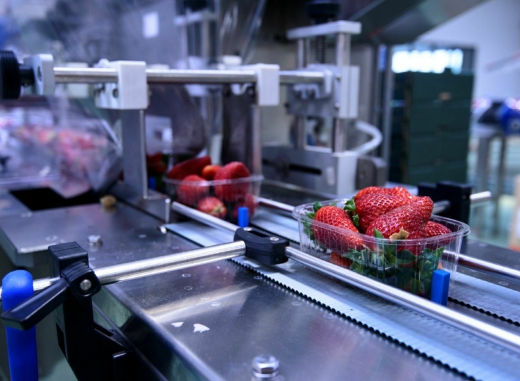 Featured image of VIRO setzt in der Lebensmitteltechnik auf Erfahrung - Food i Stock 520181816 - VIRO DE