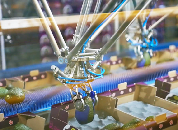 Project: Project Speedpacker: 240 avocado’s per minuut verpakken - VIRO NL/BE