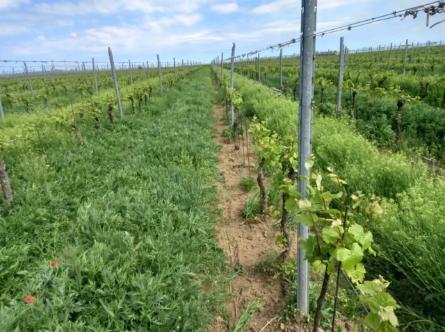 Fotografie nemovitosti: Znojmo