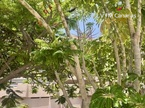 公寓-顶层公寓 El Horno, Playa Paraiso, Adeje