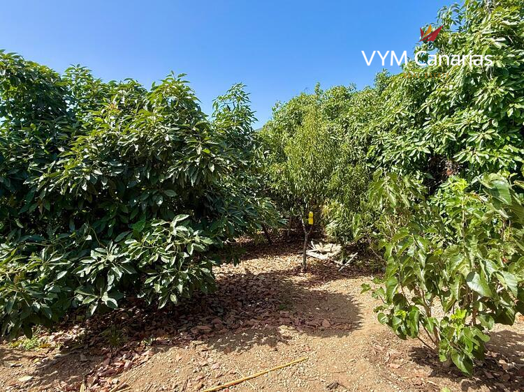 Дом / Вилла — Рустико (финка) Guimar, Guimar