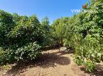 Дом / Вилла — Рустико (финка) Guimar, Guimar