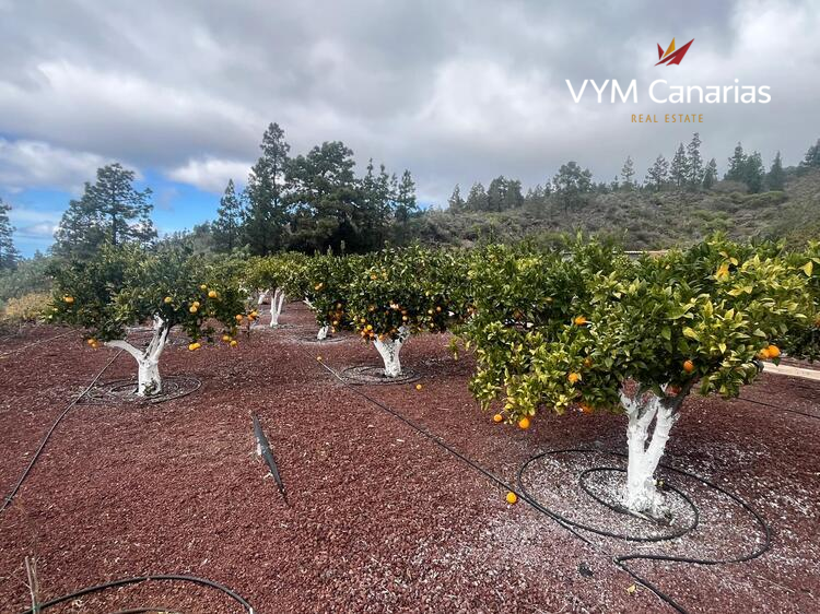 Ferienhaus / Villa – Rustico (Finnisch) Guia de Isora, Guia de Isora