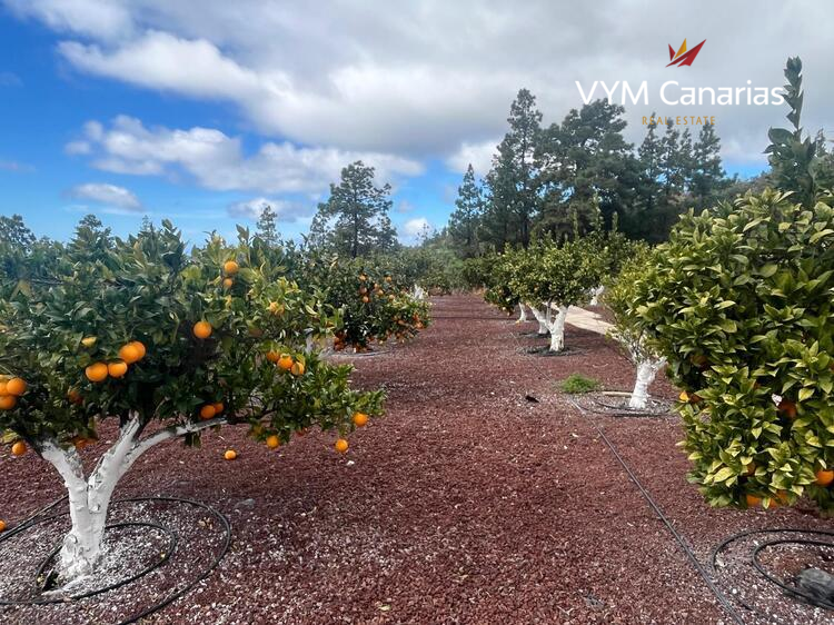 Ferienhaus / Villa – Rustico (Finnisch) Guia de Isora, Guia de Isora