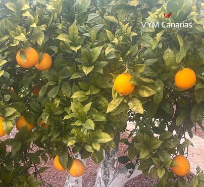 郊外 房屋/别墅 Guia de Isora, Guia de Isora