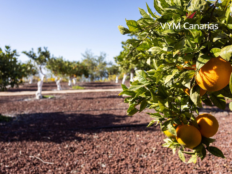 Dom / Willa – Rustico (fiński) Guia de Isora, Guia de Isora