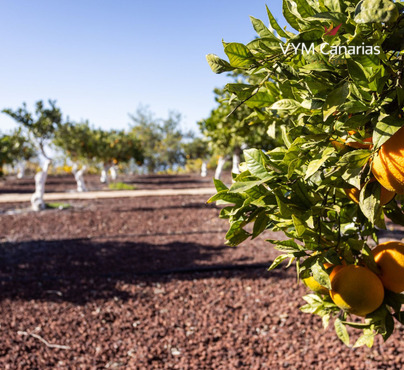 Casa / villa – Rustico (finlandese) Guia de Isora, Guia de Isora