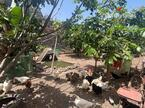 Ferienhaus / Villa – Rustico (Finnisch) La Caleta De Interian, Garachico