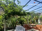 Ferienhaus / Villa – Rustico (Finnisch) La Caleta De Interian, Garachico