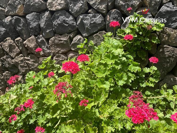 Ferienhaus / Villa – Rustico (Finnisch) La Caleta De Interian, Garachico