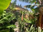 Ferienhaus / Villa – Rustico (Finnisch) La Caleta De Interian, Garachico