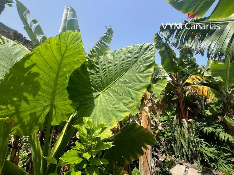 Ferienhaus / Villa – Rustico (Finnisch) La Caleta De Interian, Garachico