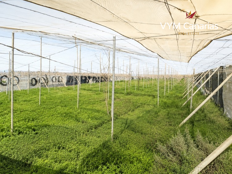 Дім/Вілла Granadilla de Abona, Granadilla de Abona