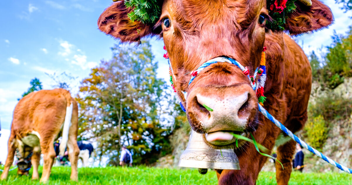 Tiroler-Industrie-Diese-Konzerne-knacken-2025-die-Milliardenmarke