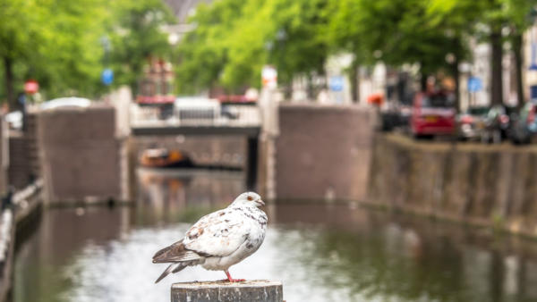 Gouda canal