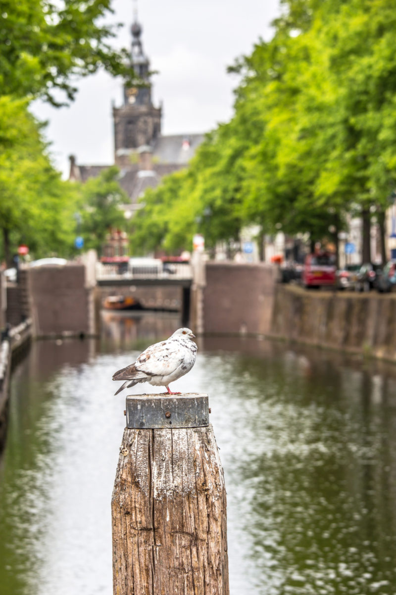 Gouda canal
