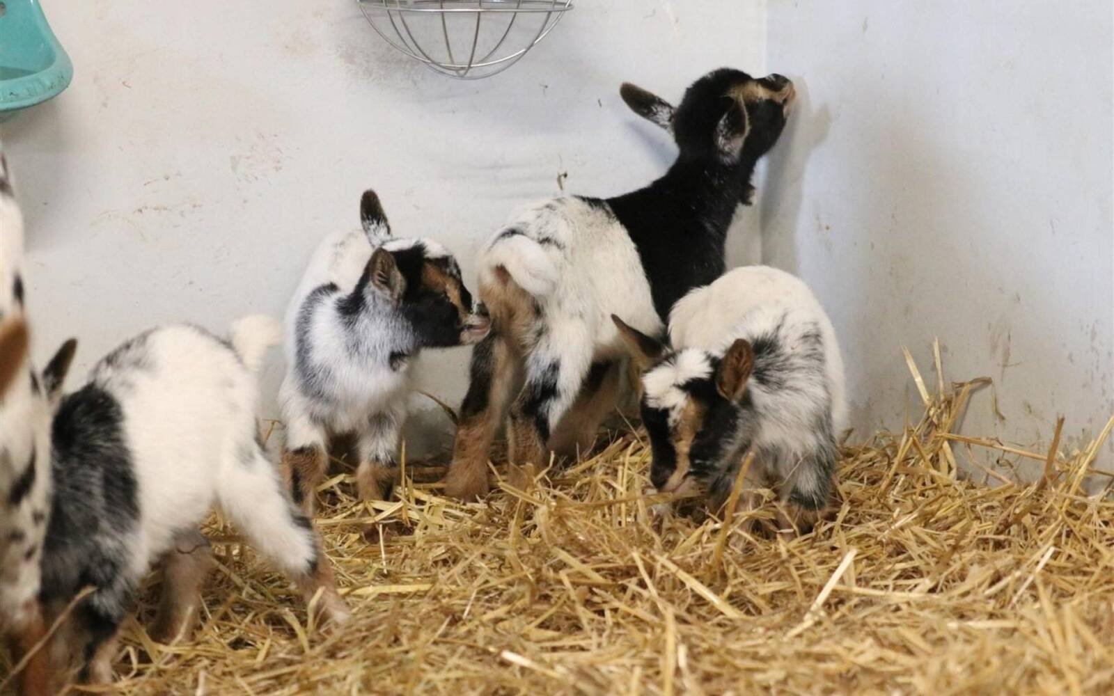 	Lentefeest | Kinderboerderij Goudse Hofsteden