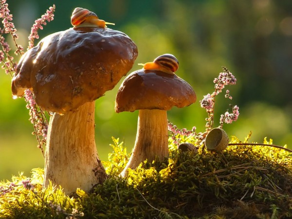 Macro-photos-of-snails-by-vyacheslav-mishchenko-10-600x449