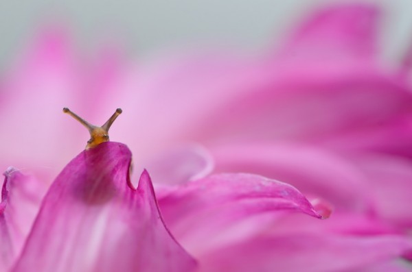 Macro-photos-of-snails-by-vyacheslav-mishchenko-3-600x397