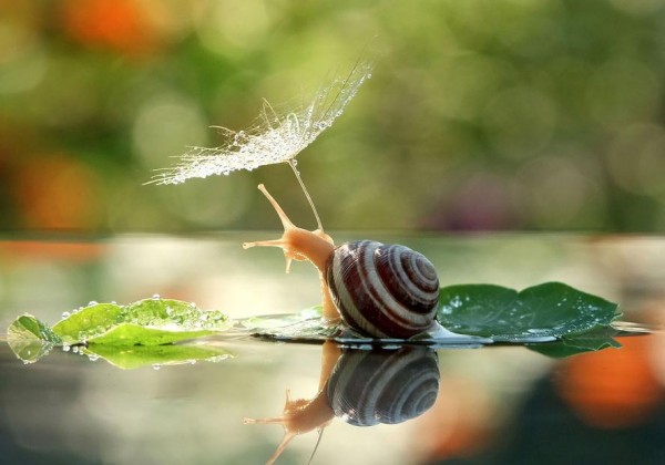 Macro-photos-of-snails-by-vyacheslav-mishchenko-4-600x420