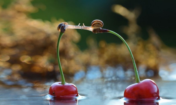 Macro-photos-of-snails-by-vyacheslav-mishchenko-6-600x359