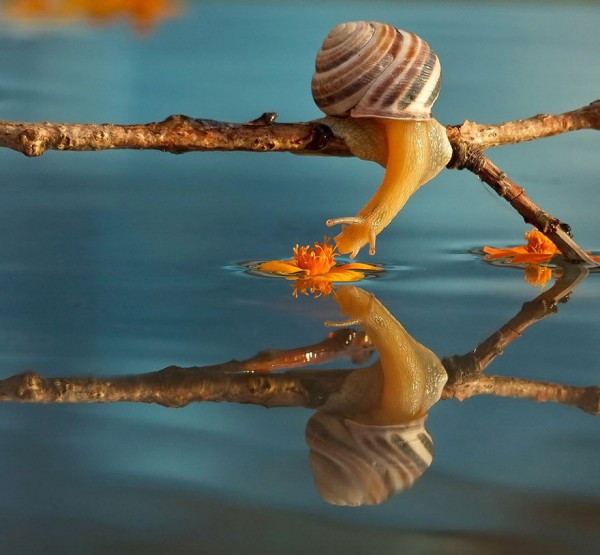 Macro-photos-of-snails-by-vyacheslav-mishchenko-7-600x555