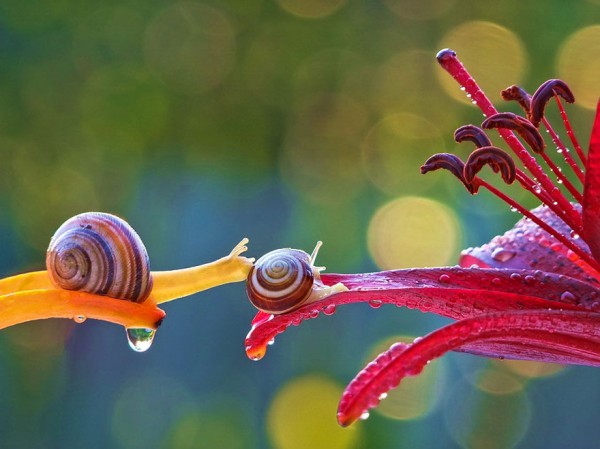 Macro-photos-of-snails-by-vyacheslav-mishchenko-8-600x449