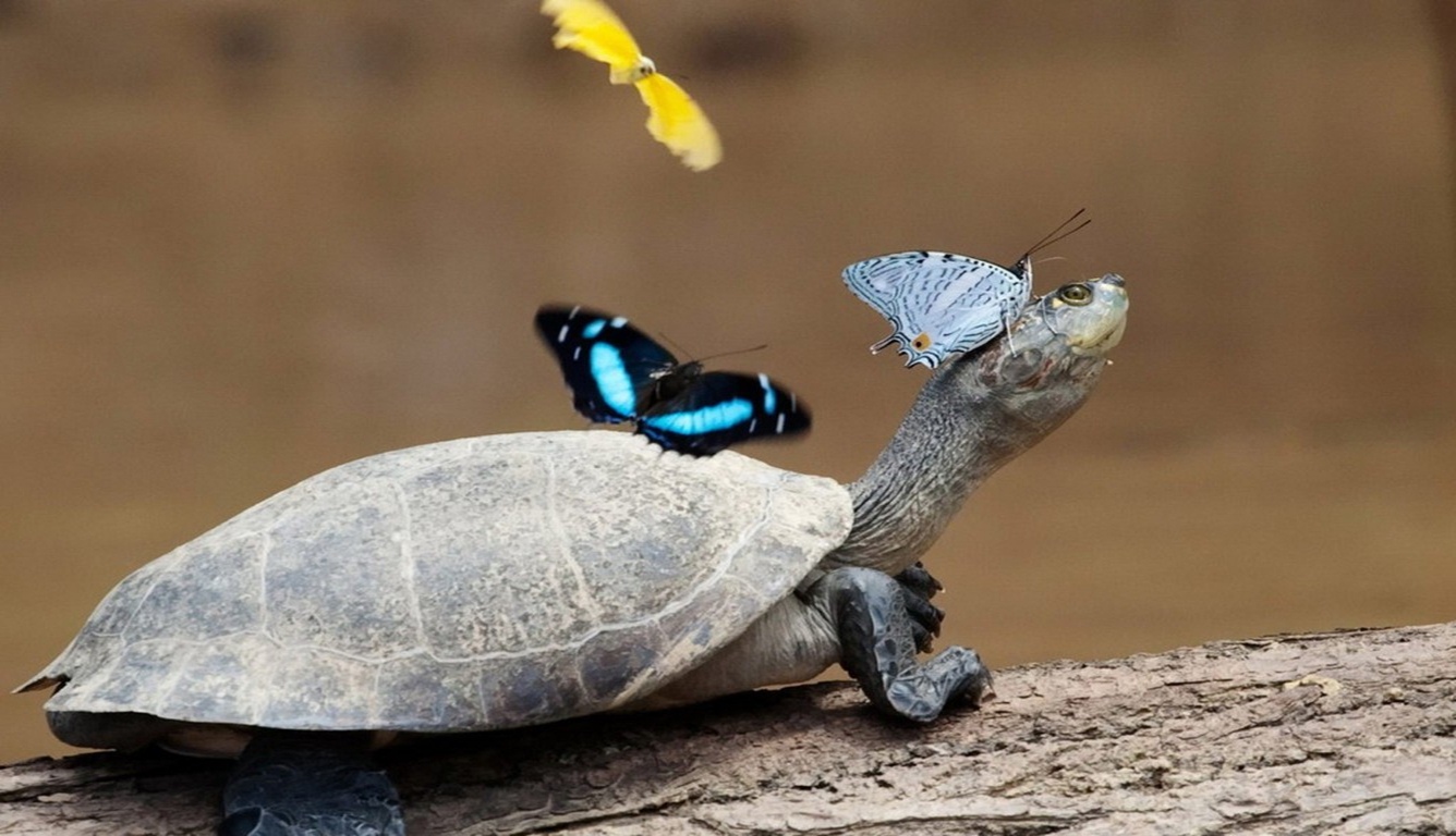 butterflies-turtle-tears-4
