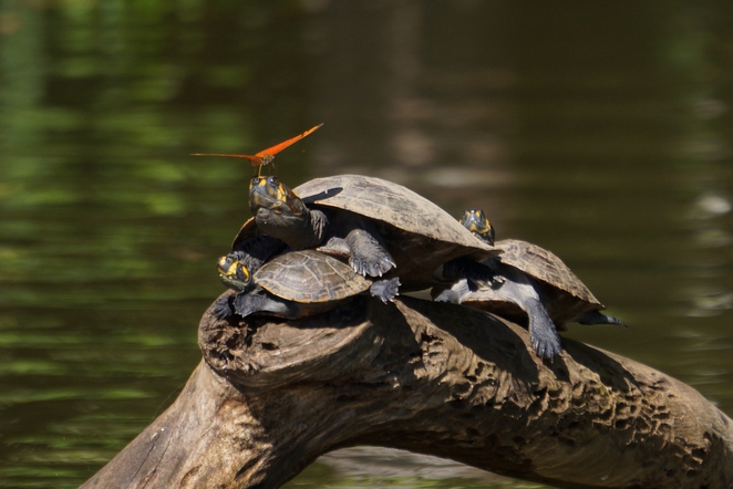 butterflies-turtle-tears-5