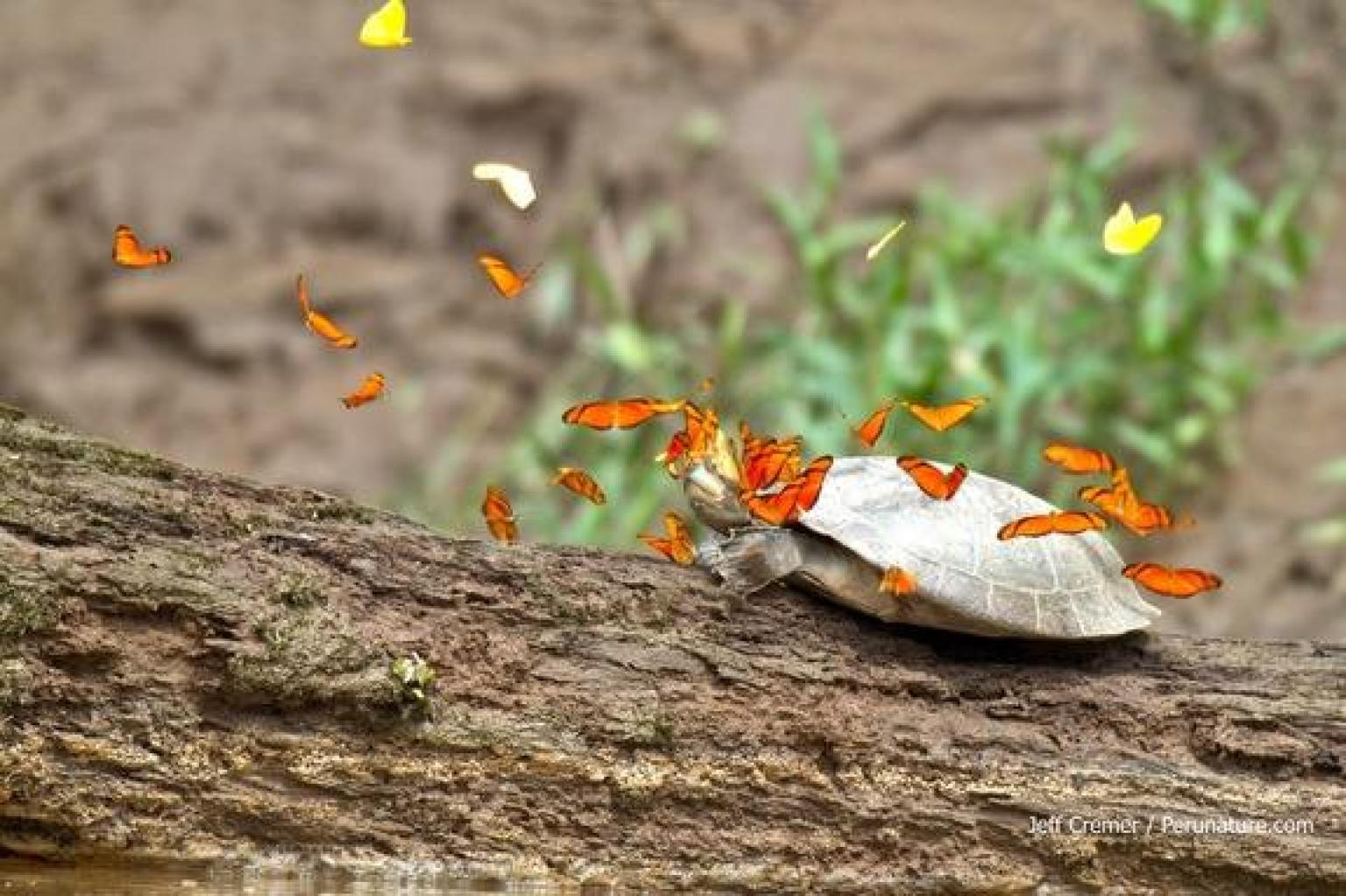 butterflies-turtle-tears-6