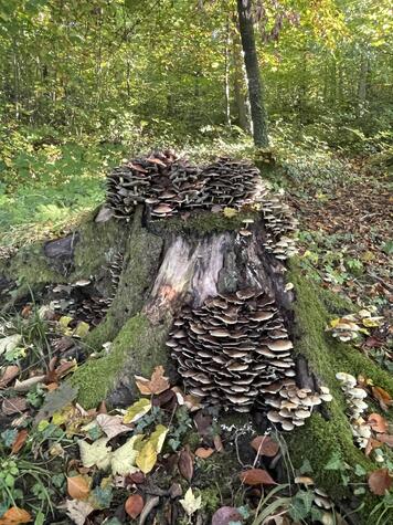 Haus oder Wohnung gesucht (DH, EFH, MFH)